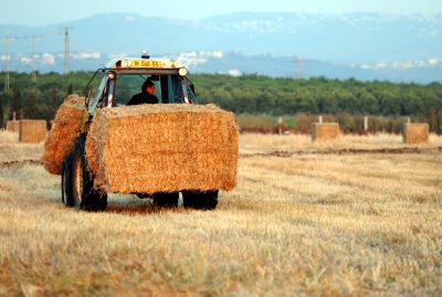 קרבה שנת השבע: מוציאים את השמיטה מהמטבח ומהמגזר