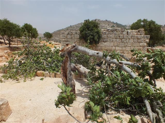 קריסת העץ העתיק בשילה הקדומה הוא סימן לגאולה?