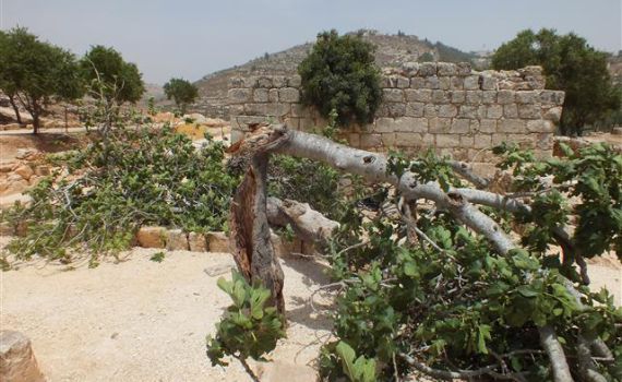 קריסת העץ העתיק בשילה הקדומה הוא סימן לגאולה?