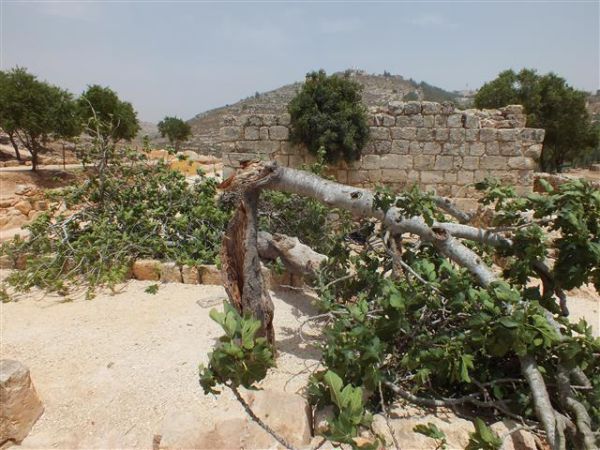 קריסת העץ העתיק בשילה הקדומה הוא סימן לגאולה?