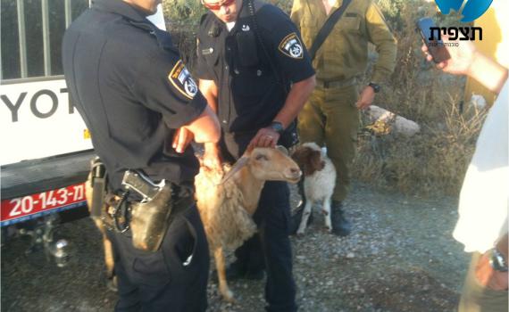 עוד התנכלות: שוטרים החרימו כבשים למתיישבים