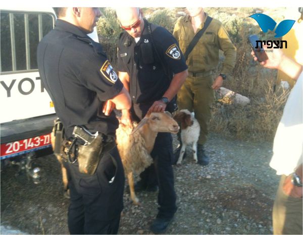 עוד התנכלות: שוטרים החרימו כבשים למתיישבים