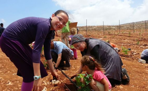 החברים נטעו 15 דונם בכרם של צביקי ומחכים לחנינה