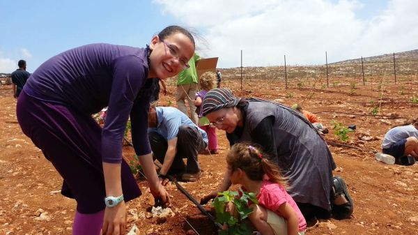 החברים נטעו 15 דונם בכרם של צביקי ומחכים לחנינה