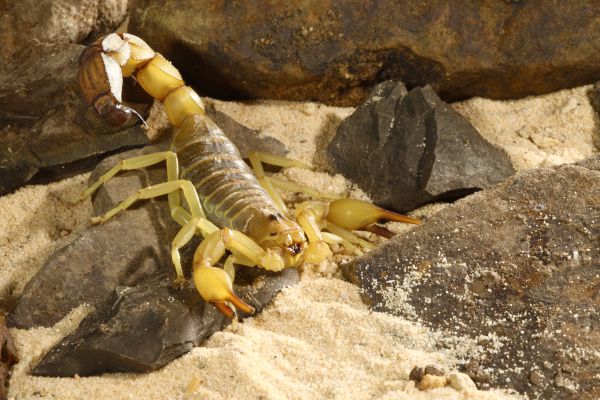 עקרב עקץ פעוטה בת שנה וחצי, מצבה בינוני