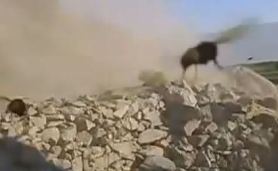 מטורף: הפיצוץ שהביא למתקפת זעם של צרעות