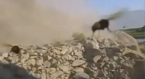 מטורף: הפיצוץ שהביא למתקפת זעם של צרעות