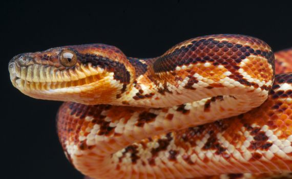 זוועה בקנדה: נחש חנק למוות שני ילדים