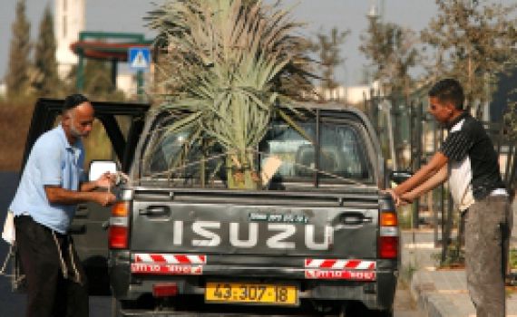 להפחית פגיעה בעצים: קק"ל תחלק סכך חינם