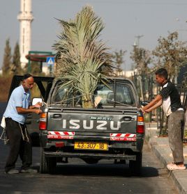 להפחית פגיעה בעצים: קק"ל תחלק סכך חינם