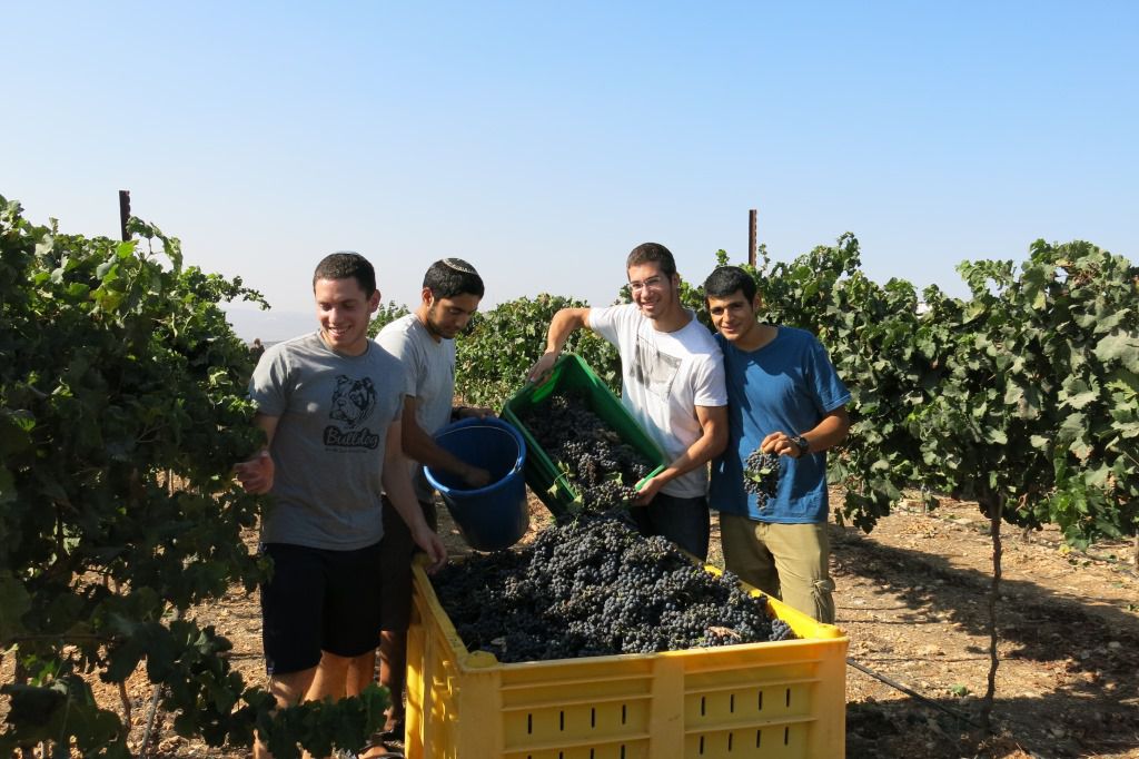 תורה עם מלאכה: תלמידי ישיבת איתמר מסייעים בבציר