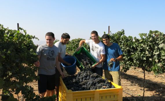תורה עם מלאכה: תלמידי ישיבת איתמר מסייעים בבציר