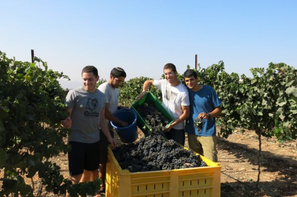 תורה עם מלאכה: תלמידי ישיבת איתמר מסייעים בבציר