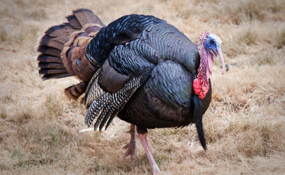 שו"ת סמס: האם תרנגול הודו כשר?