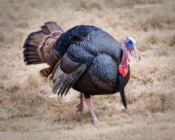 שו"ת סמס: האם תרנגול הודו כשר?