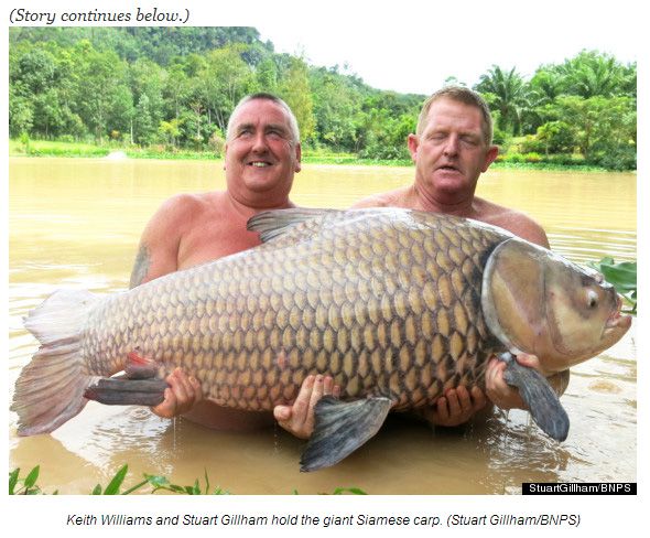 הפתעה בחכה: דג קרפיון עצום במשקל 60 ק"ג
