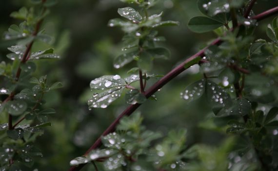 חודש חשוון: אלוקי הטיפות הקטנות