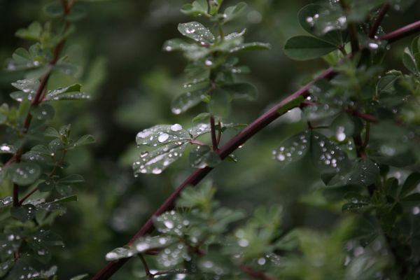 חודש חשוון: אלוקי הטיפות הקטנות