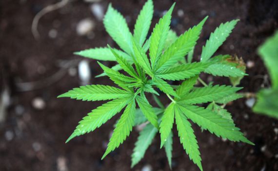 חוק הקנביס: חופש הצבעה ב'בית היהודי'