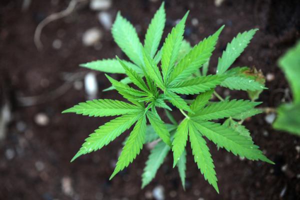 חוק הקנביס: חופש הצבעה ב'בית היהודי'