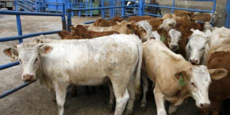 פרשת ההתעללות: כתבי אישום נגד עובדי 'אדום אדום'