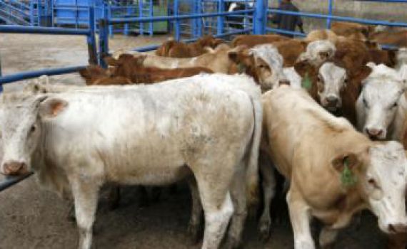 פרשת ההתעללות: כתבי אישום נגד עובדי 'אדום אדום'