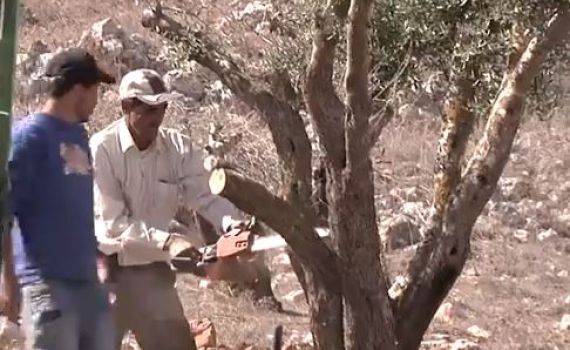 מנעו פרובוקציה: ערבים תועדו כורתים עצי זית