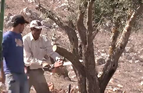 מנעו פרובוקציה: ערבים תועדו כורתים עצי זית
