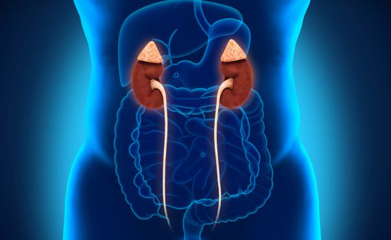 כל מה שרציתם לדעת על סרטן הערמונית