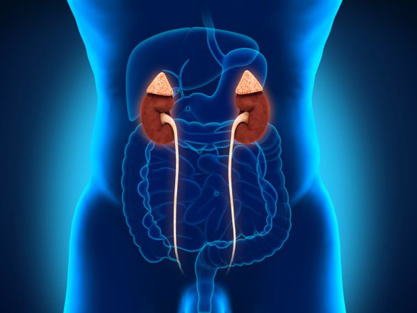 כל מה שרציתם לדעת על סרטן הערמונית