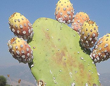 הצבר בסכנה: הקקטוס ייעלם מנופי ישראל?