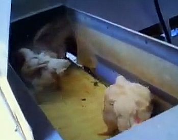 משרד החקלאות השבית את משחטת זוגלובק