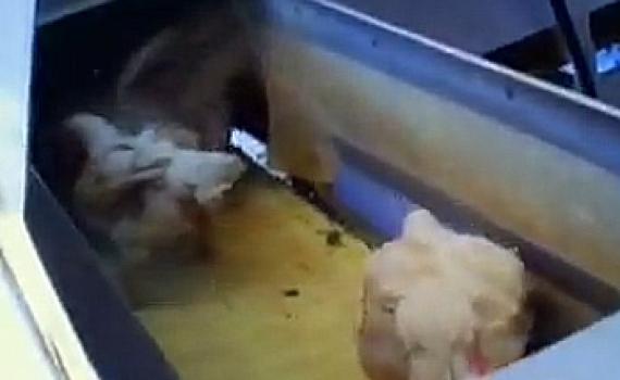 משרד החקלאות השבית את משחטת זוגלובק