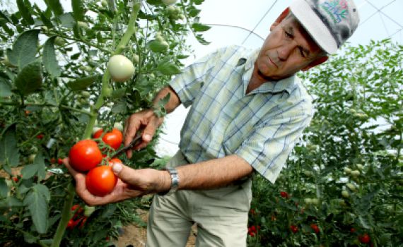 חדש: מלגות לאברכים שיתמקצעו במצוות התלויות בארץ