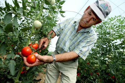 חדש: מלגות לאברכים שיתמקצעו במצוות התלויות בארץ