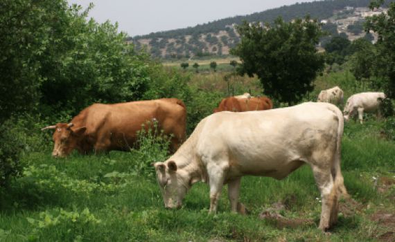 פרשת מקץ: איך פרעה לא חשב לבד על הפתרון לחלום?