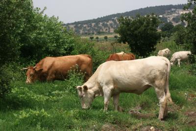 פרשת מקץ: איך פרעה לא חשב לבד על הפתרון לחלום?