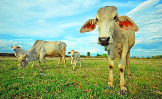 העתיד כבר כאן: רובוטים ישלטו על פרות במרעה