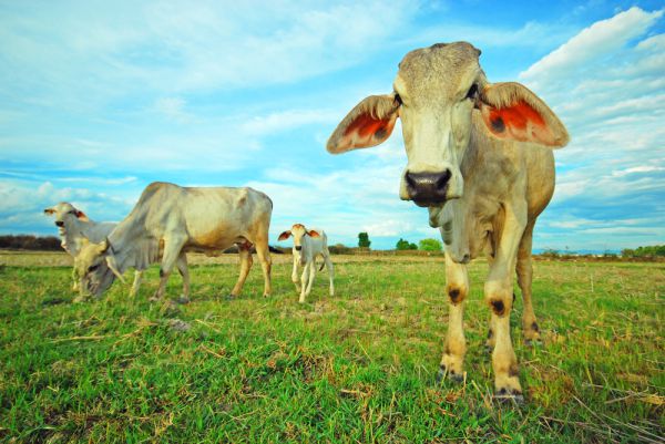 העתיד כבר כאן: רובוטים ישלטו על פרות במרעה