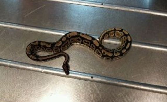 הפתעה במכס: נחש פיתון באורך מטר