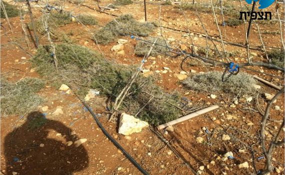 תג מחיר ערבי במשק אחיה. מנכ"ל המשק: לא נפסיק את החקלאות העברית