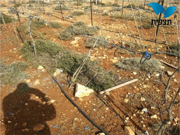 תג מחיר ערבי במשק אחיה. מנכ"ל המשק: לא נפסיק את החקלאות העברית