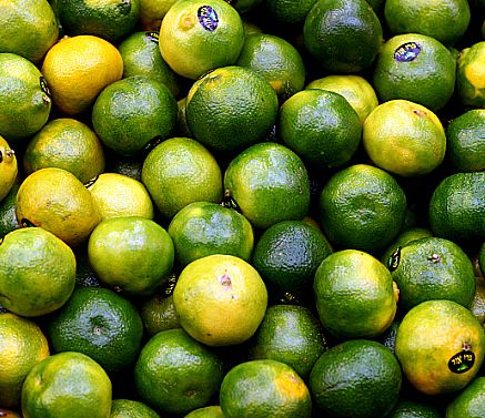 ערלה בפירת חורף: ממה צריך להיזהר?