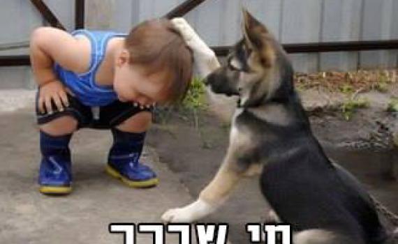 מצעד דוסים מצייצים 50: הממים הכי טובים של השבוע