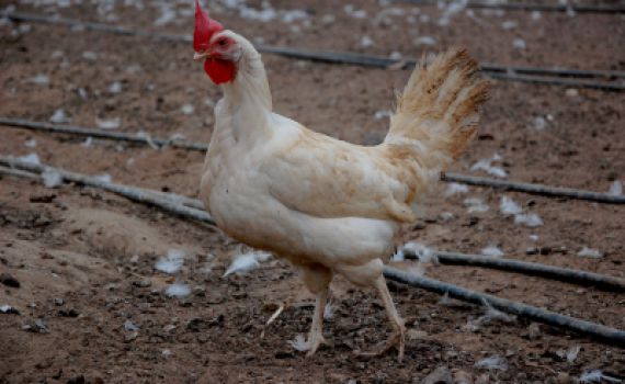 פורום 'חותם': "יש להשמיד האפרוחים באופן המהיר ביותר"