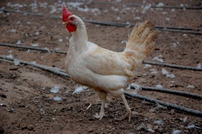 פורום 'חותם': "יש להשמיד האפרוחים באופן המהיר ביותר"