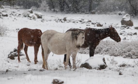כך צריך להתכונן לסופה הבאה