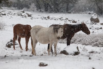 כך צריך להתכונן לסופה הבאה