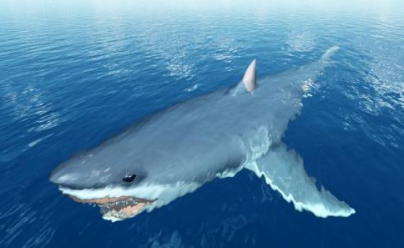 אימה במים: כריש טרף דייג למוות