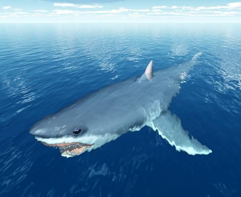 אימה במים: כריש טרף דייג למוות